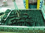 DSCN0070.jpg